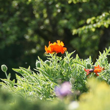 Landgasthof Em Lade Dahlem  Εξωτερικό φωτογραφία